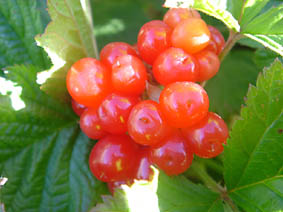 Rubus saxatilis